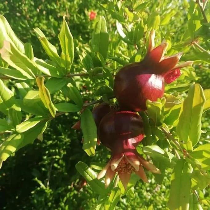 Olive Grove Cottage Skalani Κνωσός Εξωτερικό φωτογραφία