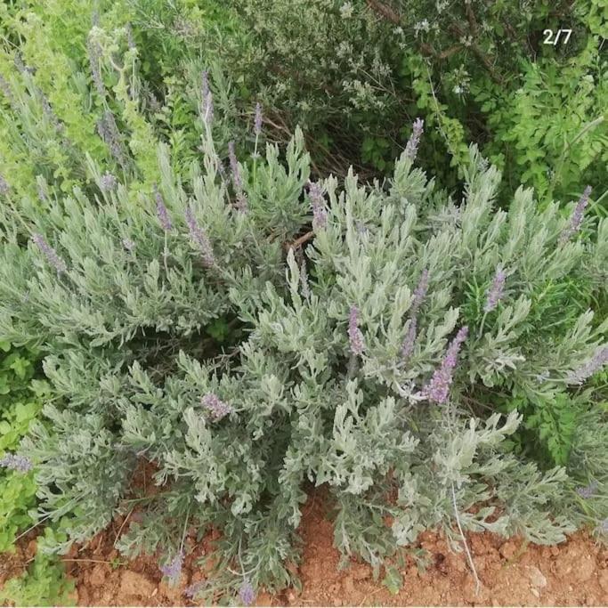 Olive Grove Cottage Skalani Κνωσός Εξωτερικό φωτογραφία
