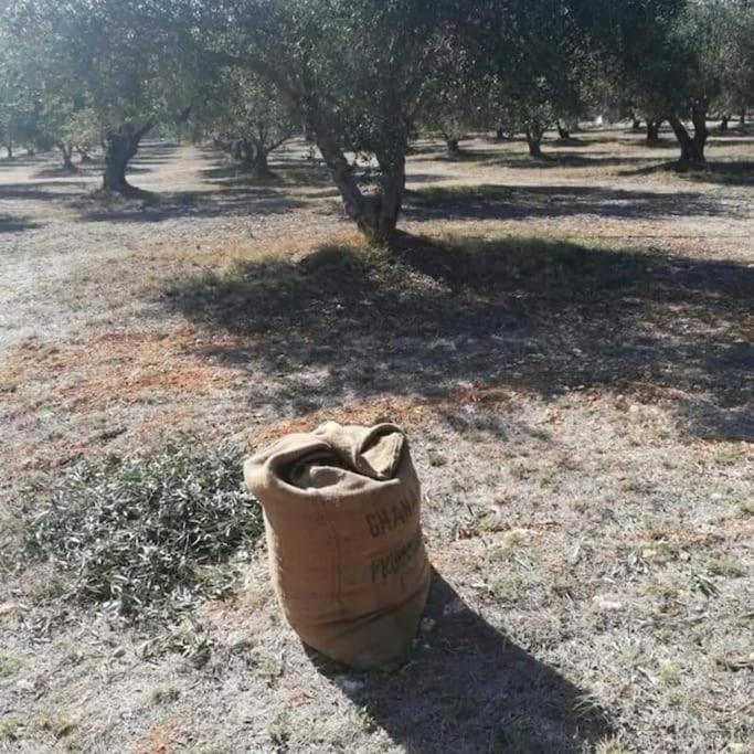 Olive Grove Cottage Skalani Κνωσός Εξωτερικό φωτογραφία