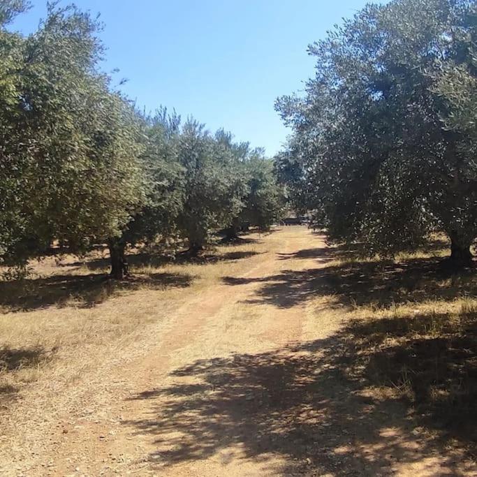 Olive Grove Cottage Skalani Κνωσός Εξωτερικό φωτογραφία