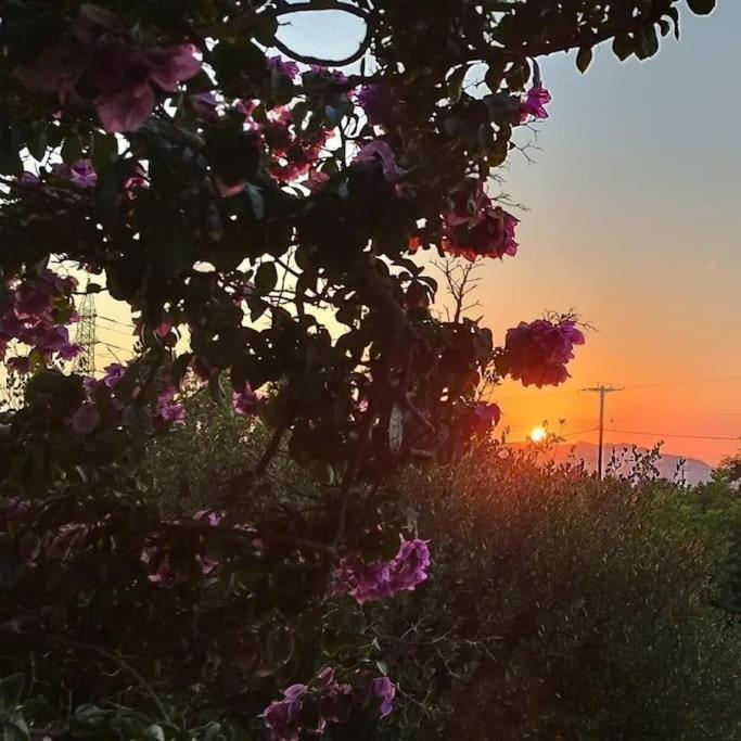 Olive Grove Cottage Skalani Κνωσός Εξωτερικό φωτογραφία