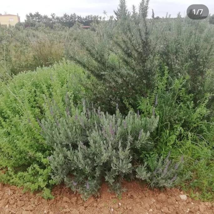 Olive Grove Cottage Skalani Κνωσός Εξωτερικό φωτογραφία