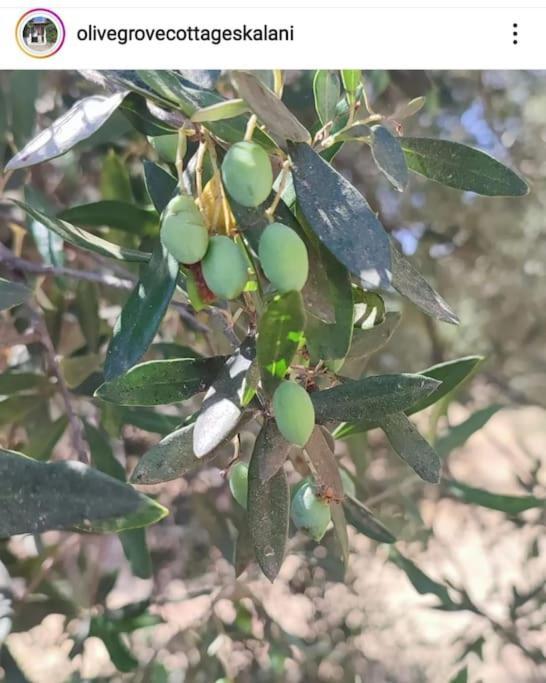 Olive Grove Cottage Skalani Κνωσός Εξωτερικό φωτογραφία