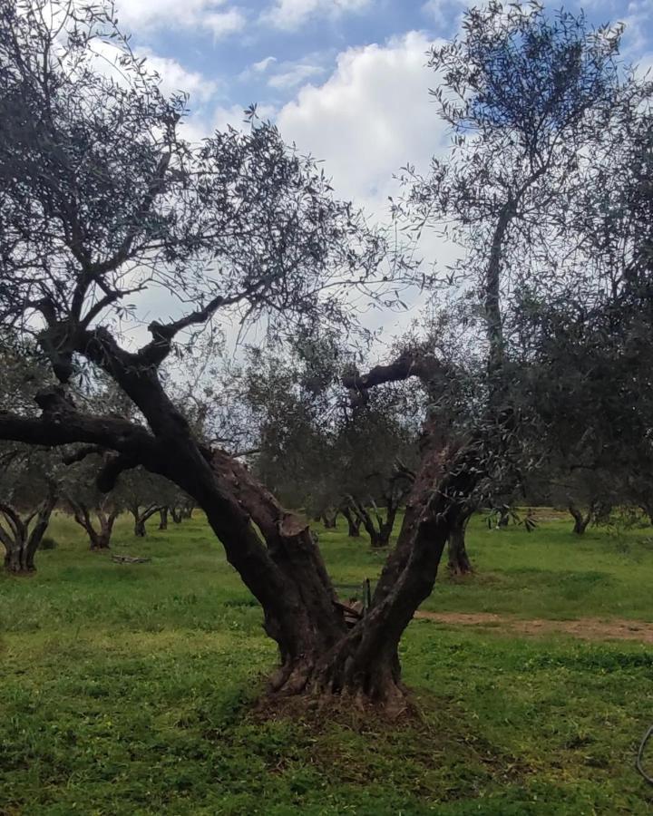 Olive Grove Cottage Skalani Κνωσός Εξωτερικό φωτογραφία