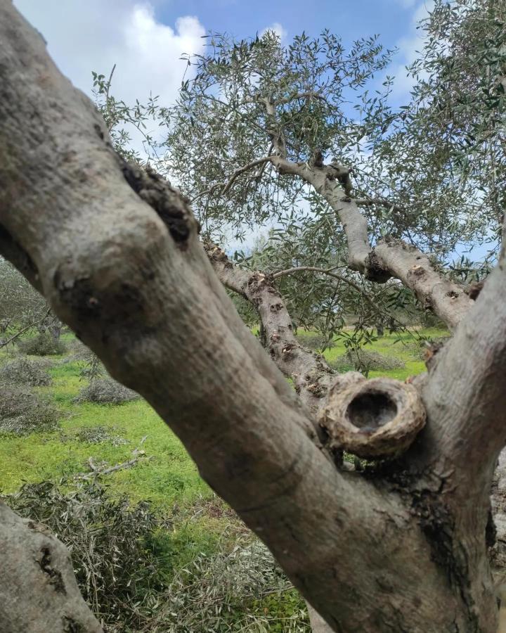 Olive Grove Cottage Skalani Κνωσός Εξωτερικό φωτογραφία